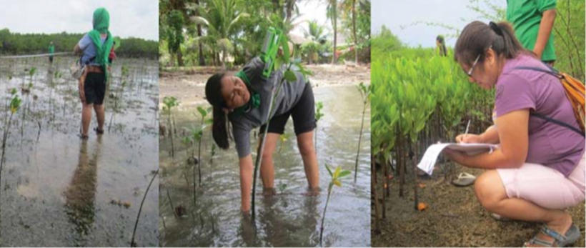 Large-scale Mangrove Replanting - Gawad Galing Pook